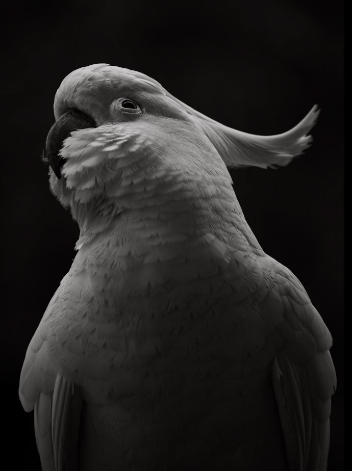 Up-close shot of cockatoo, monochrome